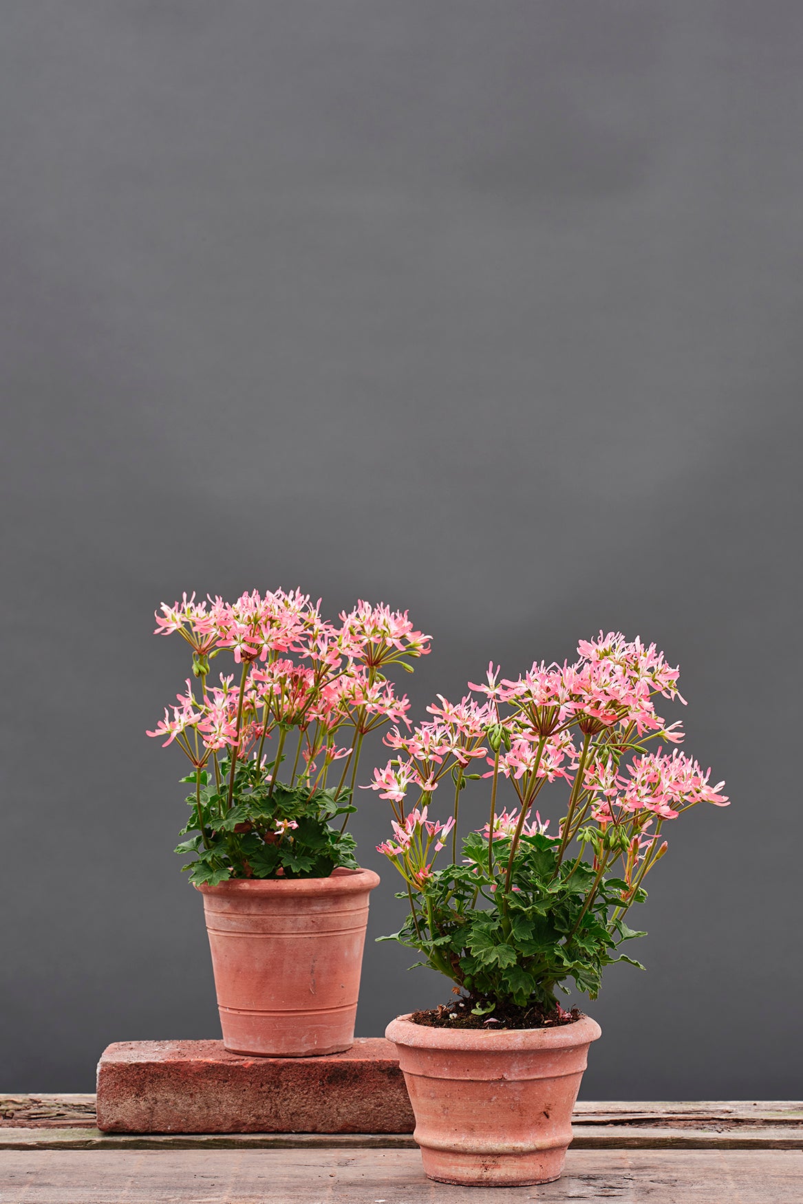 Melaspina