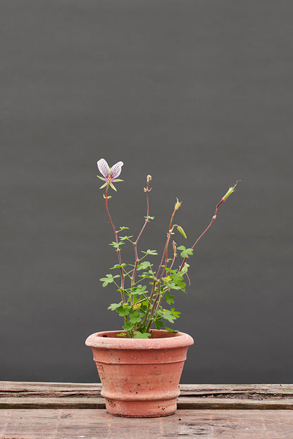 praemorsum ssp speciosum