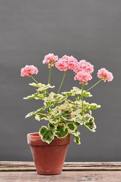 Warrenorth Coral