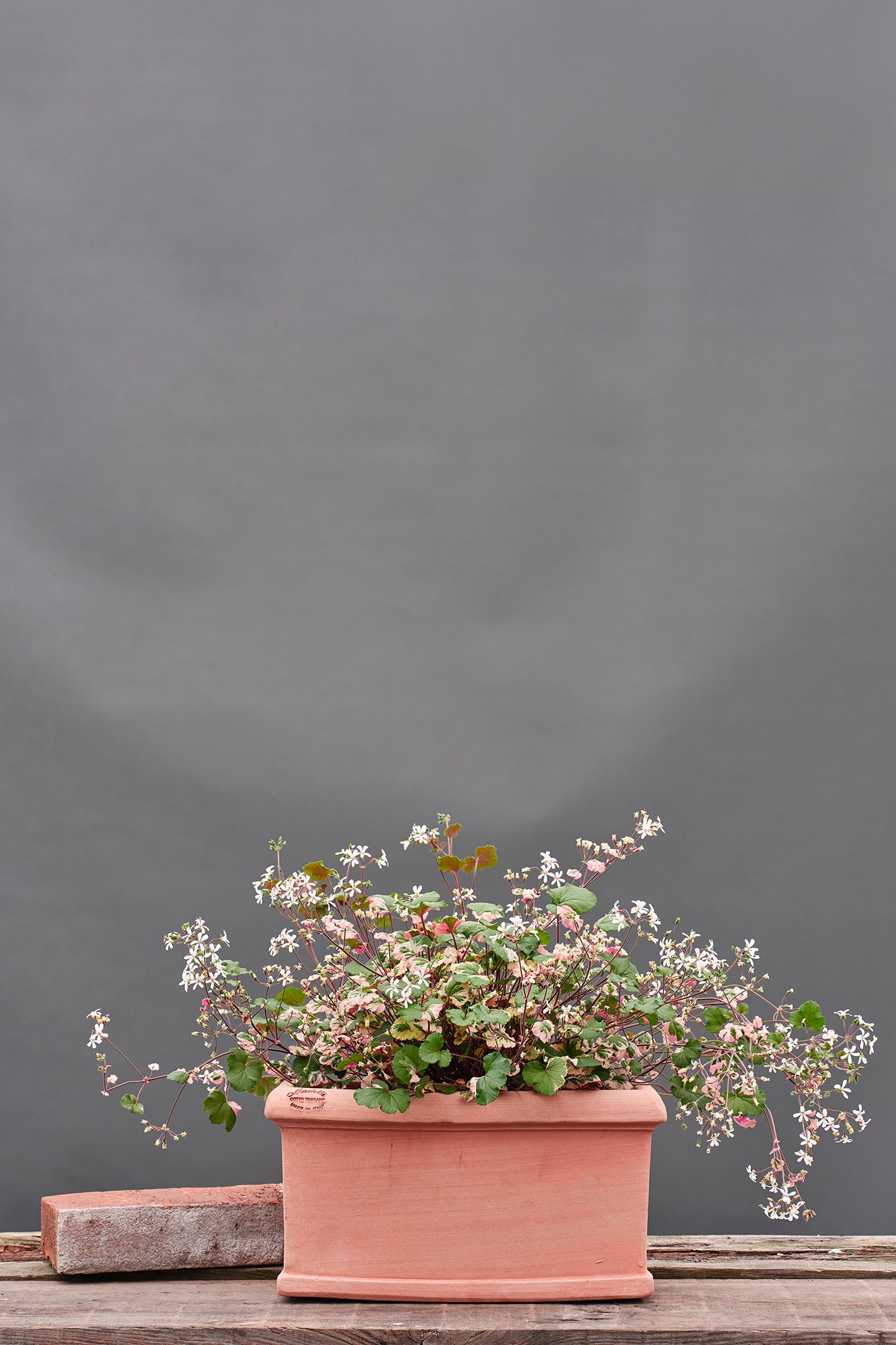 australe 'Variegatum'