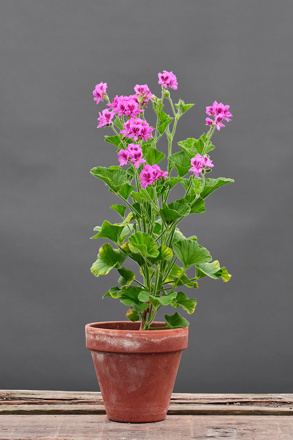cucullatum flore pleno