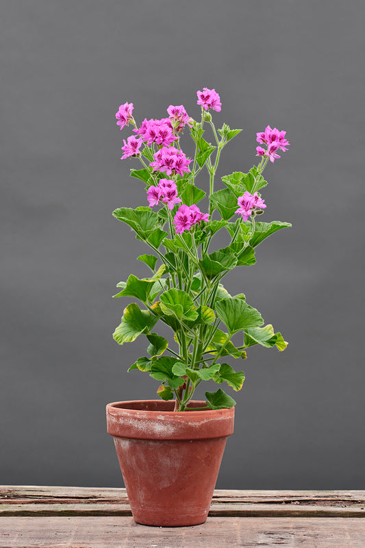 cucullatum flore pleno