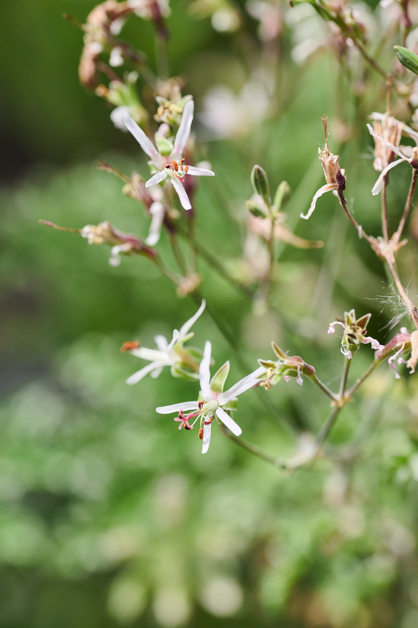 dasiphyllum