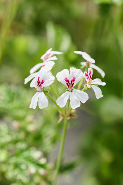Echinatum