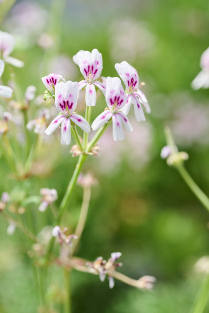 Echinatum pink