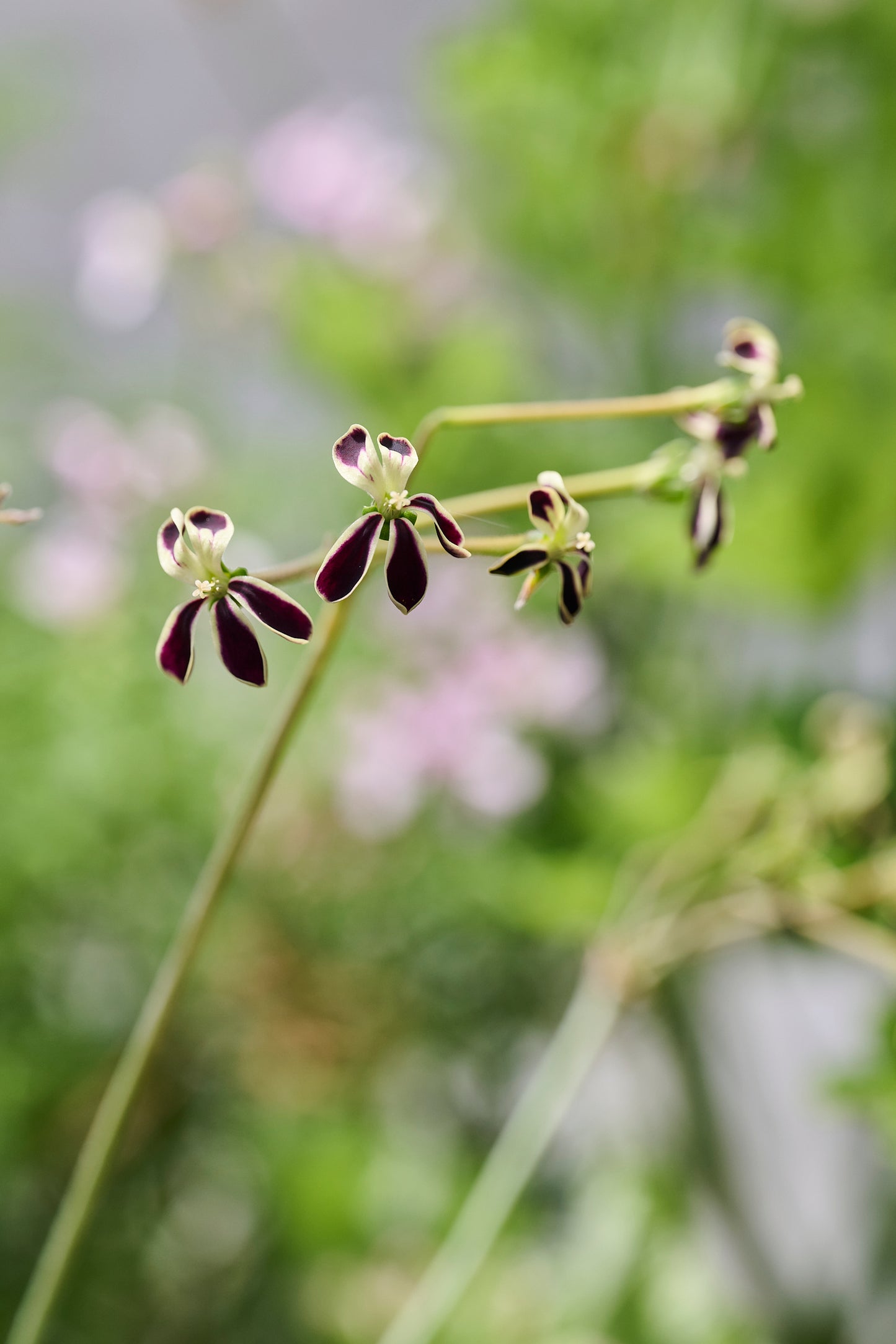 fumariifolium