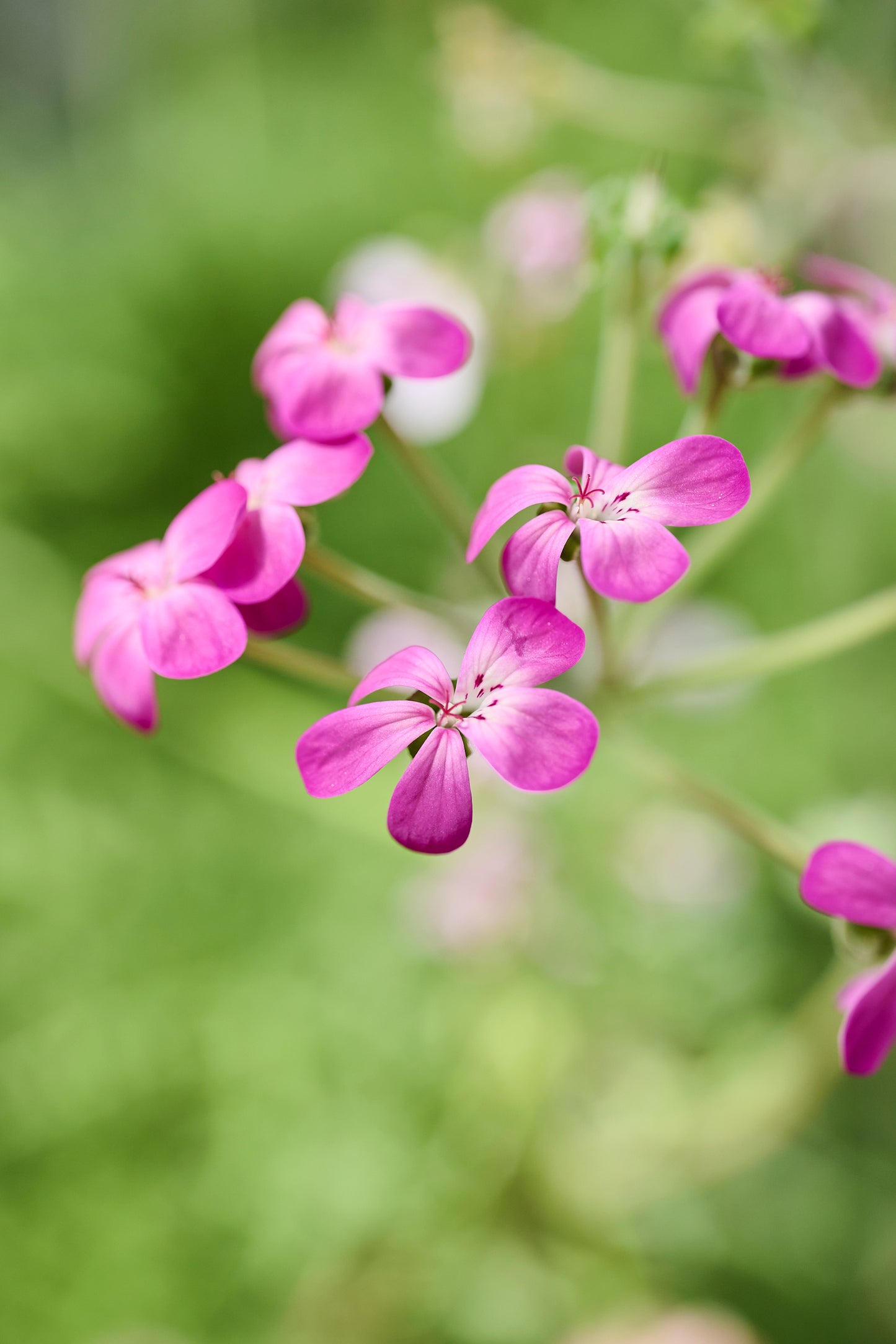 gibbosum Roseum