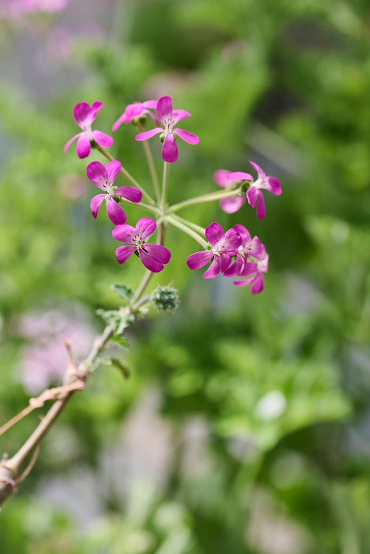 gibbosum Roseum