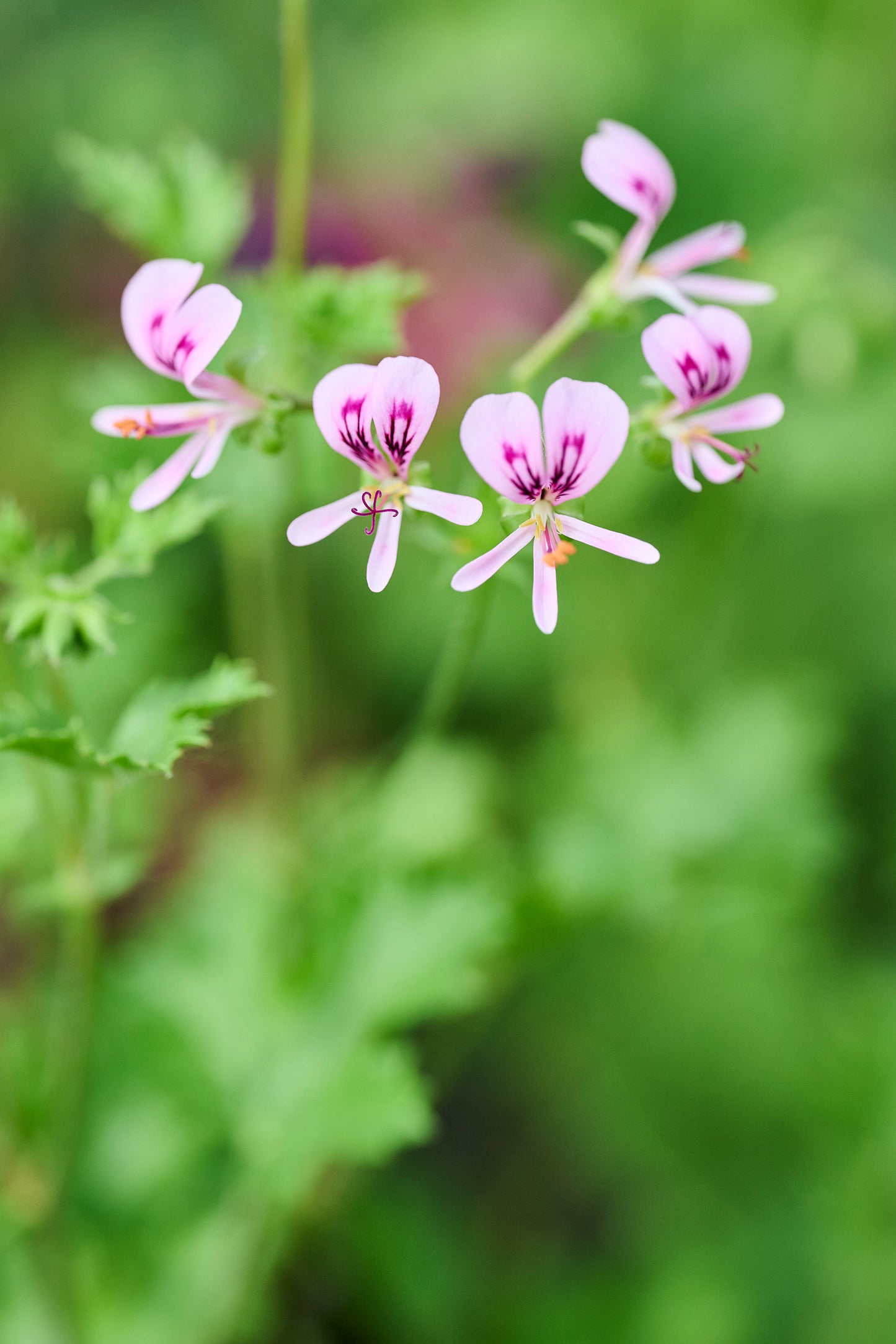 Glutinosum