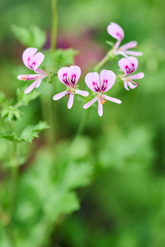 Glutinosum