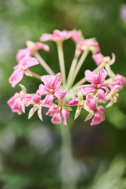 luridum