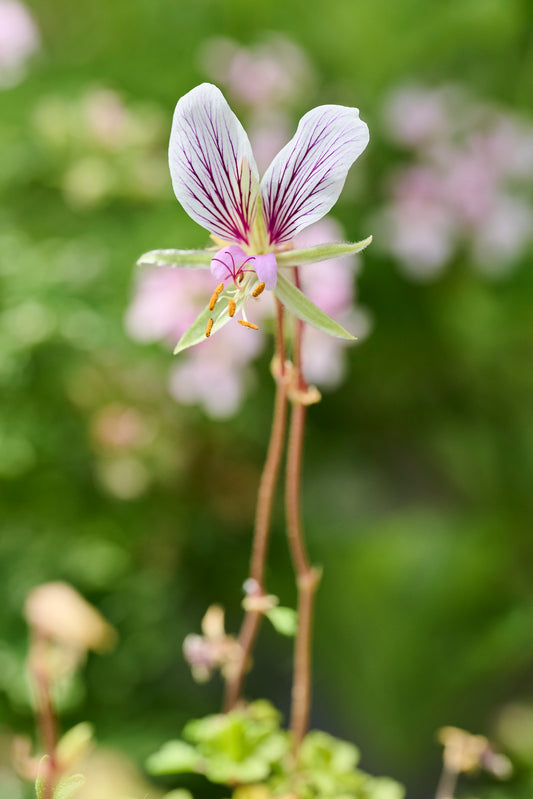 praemorsum ssp speciosum