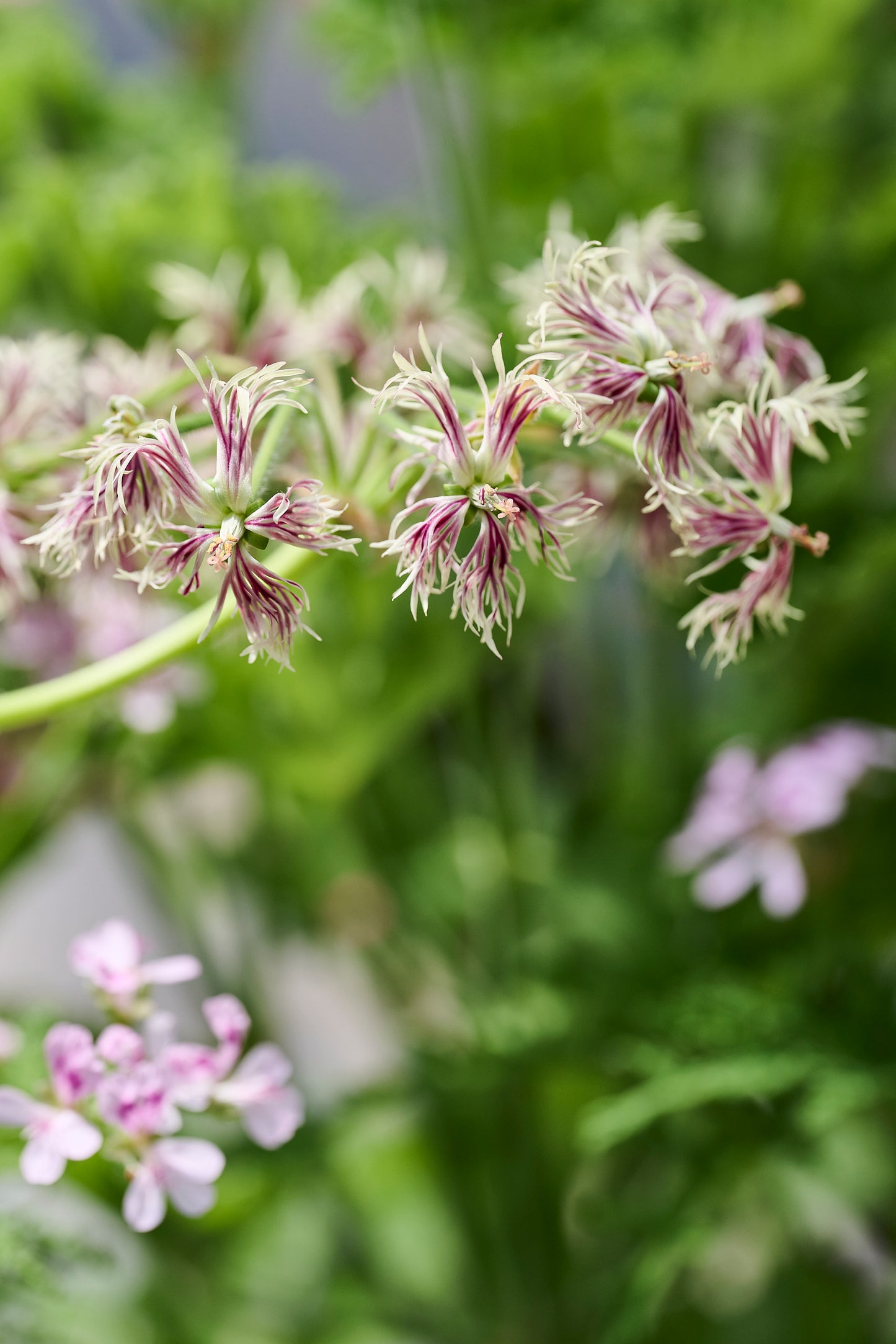 schizopetalum var. amatymbicum