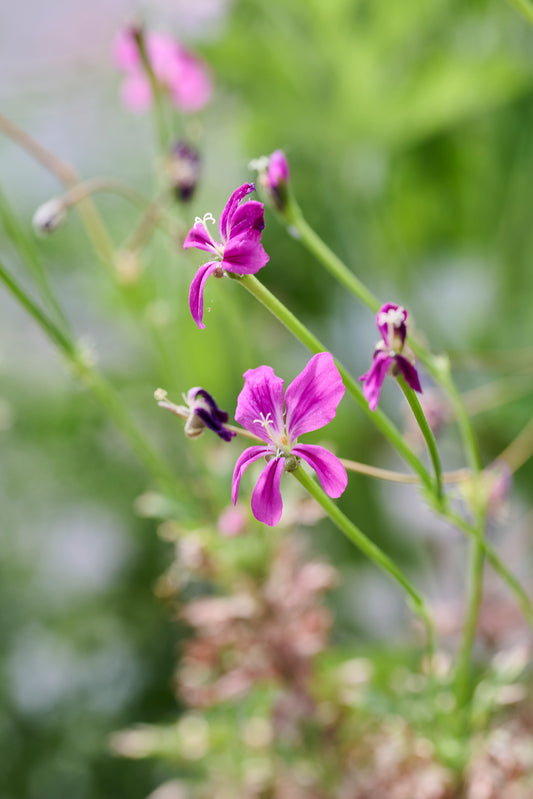 sericifolium