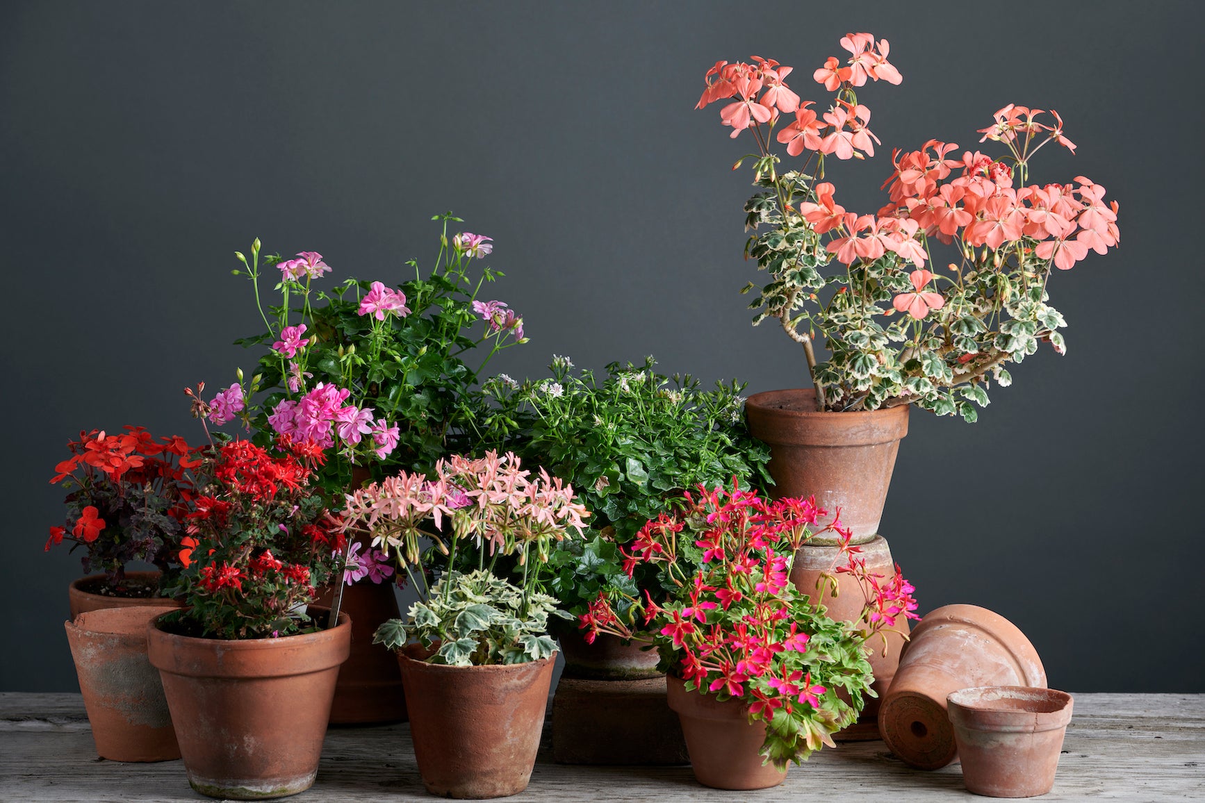 Gruppo di Pelargonium, sette specie diverse con stupendi fiori colorati, in vasi di terracotta su un luminoso tavolo di legno.