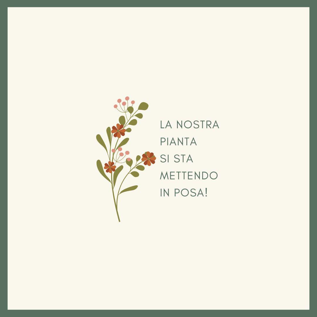 Pelargonium 'Christine Hélene' – GEA | Green Ever After