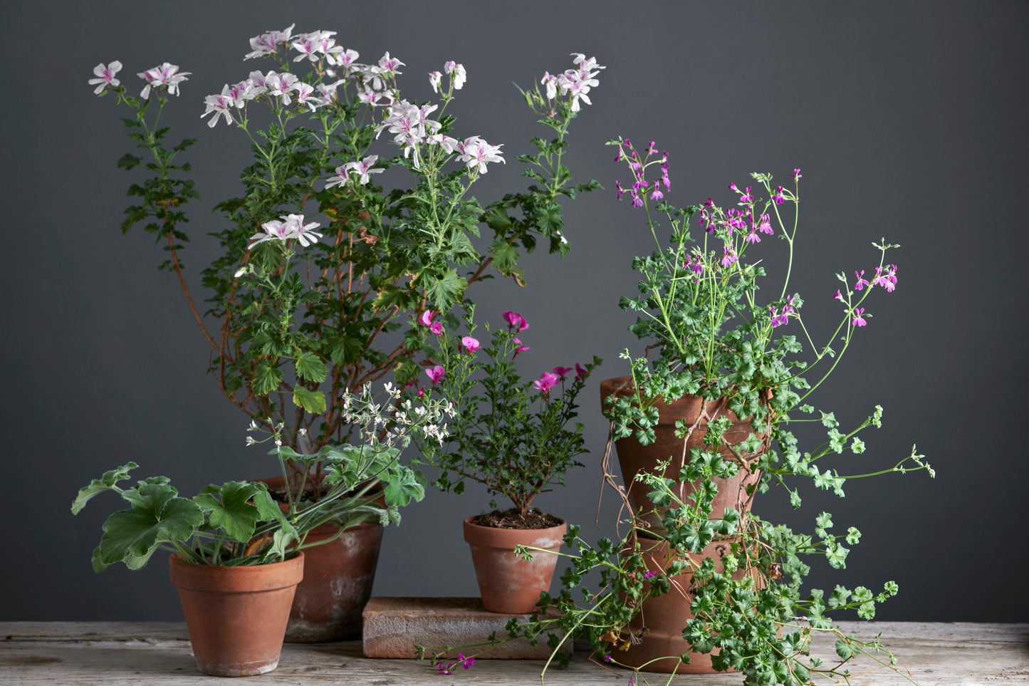 Box a sorpresa: Pelargoni Profumati