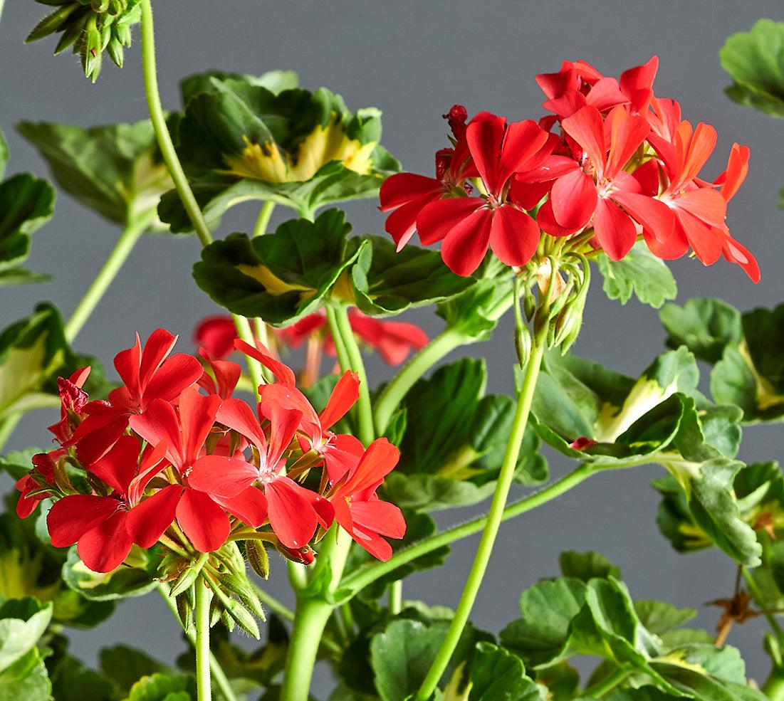 Macro incantevoli fiori rossi di Pelargonium 'A Happy Thought'.