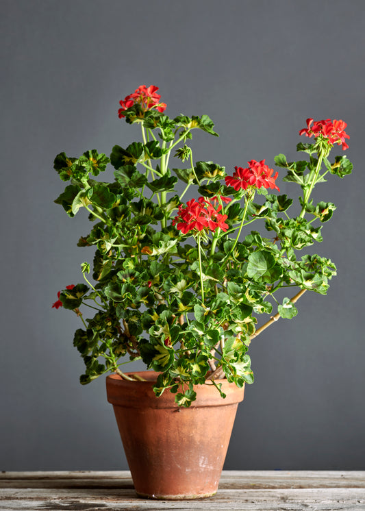 Pelargonium 'A Happy Thought': geranio con incantevoli fiori rossi, presentato con cura in un vaso di terracotta su un luminoso tavolo di legno.