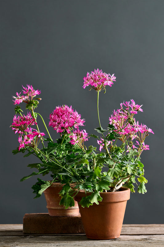 Pelargonium 'Acqua di rose': geranio con incantevoli fiori fucsia.