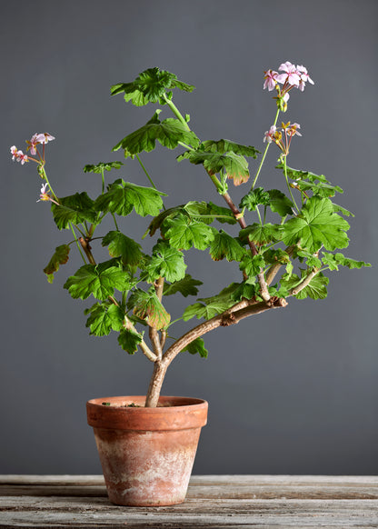 Pelargonium acreum: geranio con incantevoli fiori rosa, presentato con cura in un vaso di terracotta su un luminoso tavolo di legno.