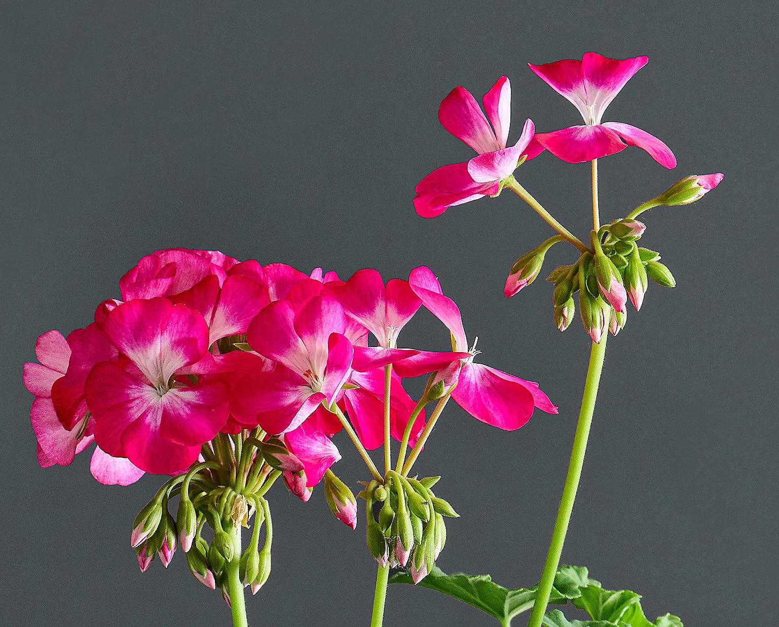 Macro incantevoli fiori fucsia di Pelargonium acreum.