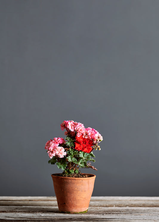 Pelargonium 'Alba': geranio con incantevoli fiori rosa, presentato con cura in un vaso di terracotta su un luminoso tavolo di legno.