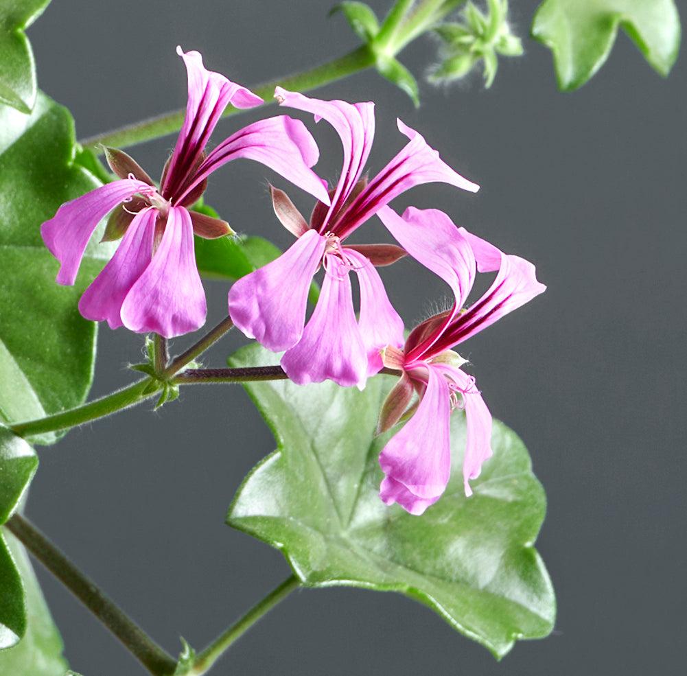 Macro incantevoli fiori rosa di Pelargonium 'Albenga'.