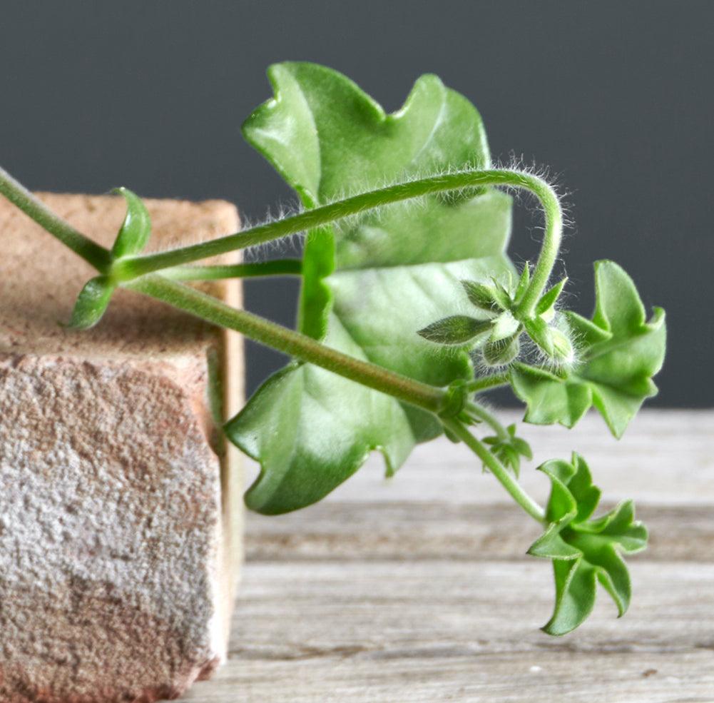 Macro foglie di Pelargonium 'Albenga'.