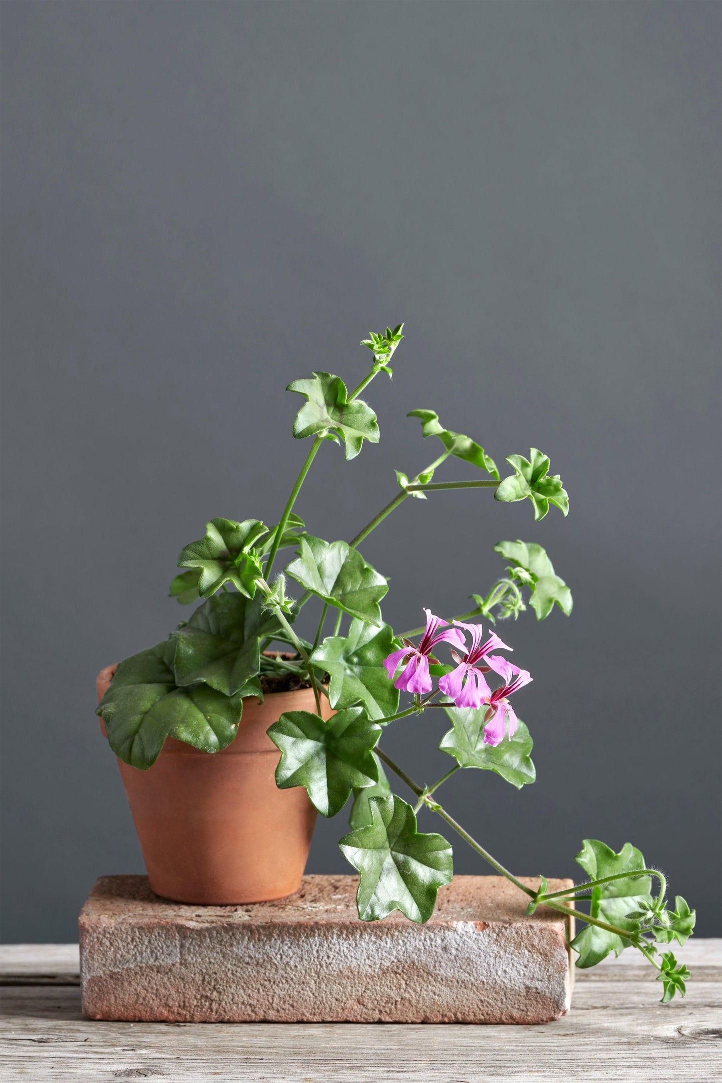 Pelargonium 'Albenga': geranio con incantevoli fiori rosa, presentato con cura in un vaso di terracotta su un luminoso tavolo di legno.