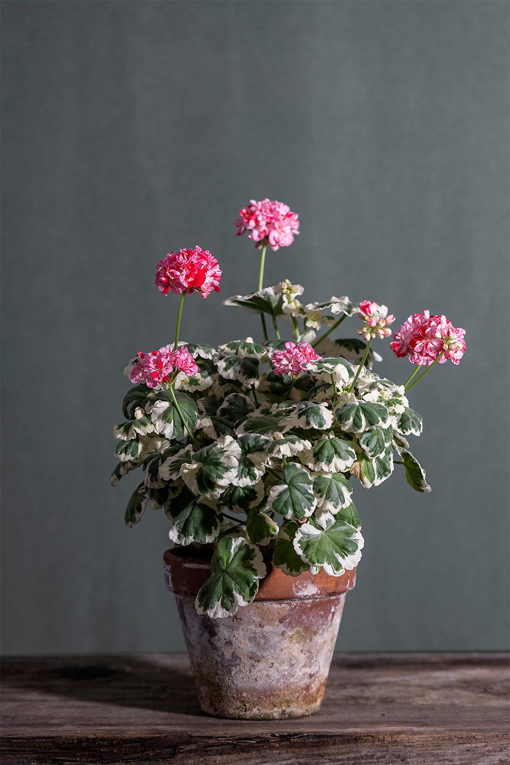 Pelargonium 'Allesley Shadow': geranio con incantevoli fiori bianco-rosa, presentato con cura in un vaso di terracotta su un luminoso tavolo di legno.