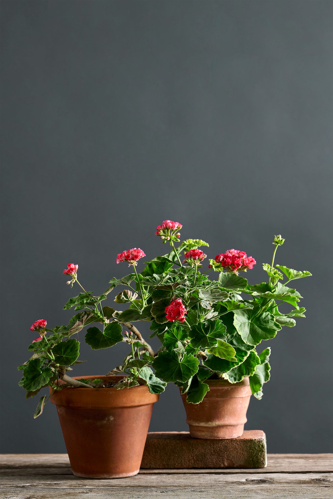 Pelargonium 'Andreas': geranio con incantevoli fiori rosa, presentato con cura in un vaso di terracotta su un luminoso tavolo di legno.