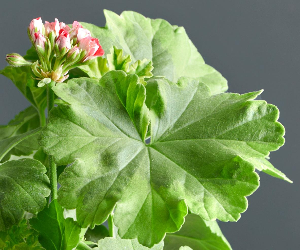 Macro foglie e incantevoli fiori rosa di Pelargonium 'Andreas'. 