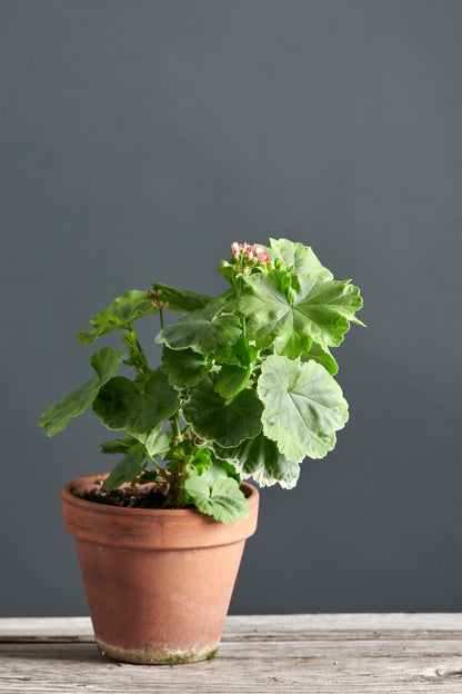 Pelargonium 'Andreas': geranio con incantevoli fiori rosa, presentato con cura in un vaso di terracotta su un luminoso tavolo di legno.