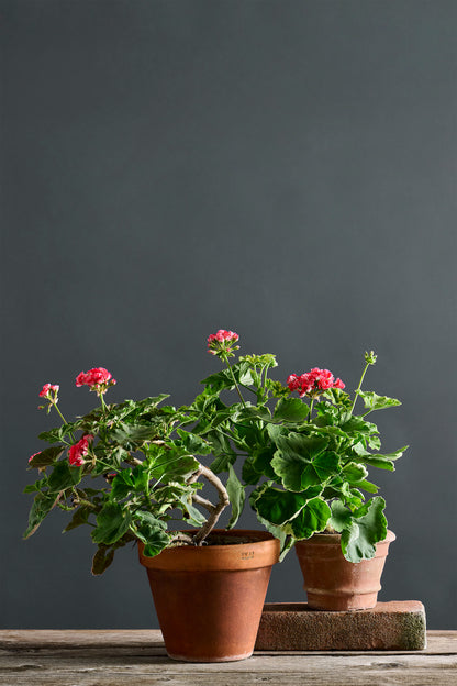 Pelargonium 'Andreas': geranio con incantevoli fiori rosa, presentato con cura in un vaso di terracotta su un luminoso tavolo di legno.