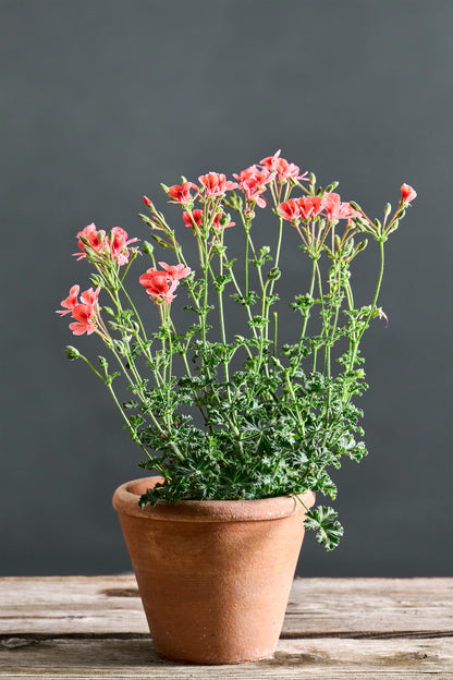 Pelargonium 'Angel Eyes Orange': geranio con incantevoli fiori albicocca, presentato con cura in un vaso di terracotta su un luminoso tavolo di legno. 