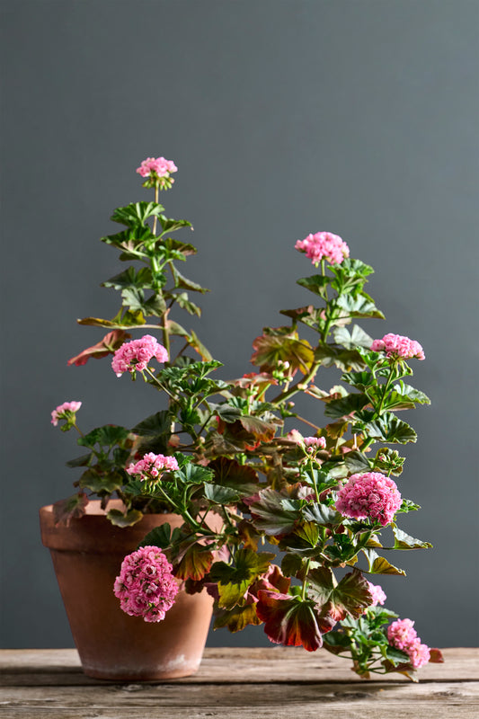 Pelargonium 'Anita': geranio con incantevoli fiori rosa intenso, presentato con cura in un vaso di terracotta su un luminoso tavolo di legno. 