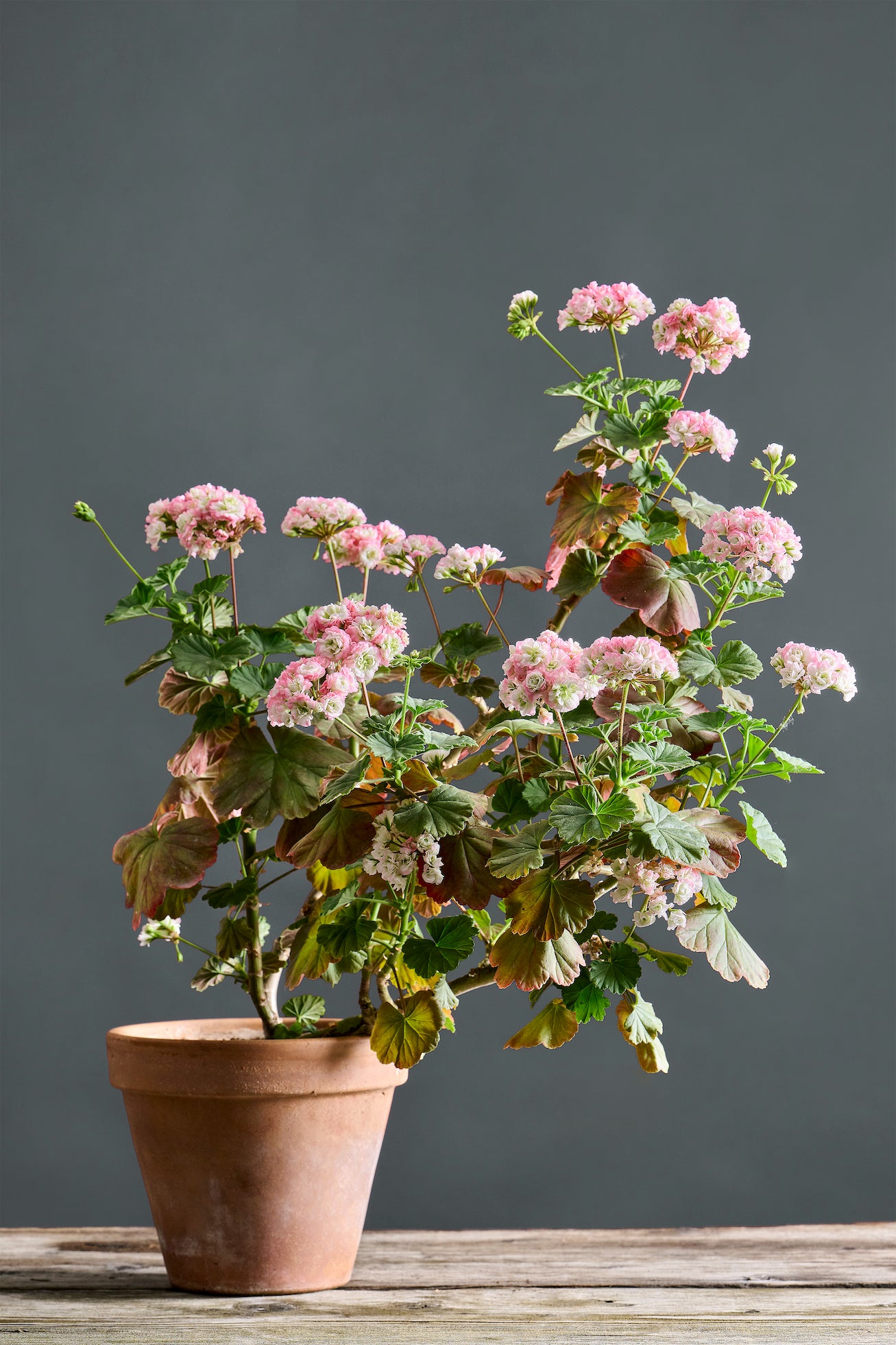 Pelargonium 'April Snow': geranio con incantevoli fiori rosa-bianchi, presentato con cura in un vaso di terracotta su un luminoso tavolo di legno.