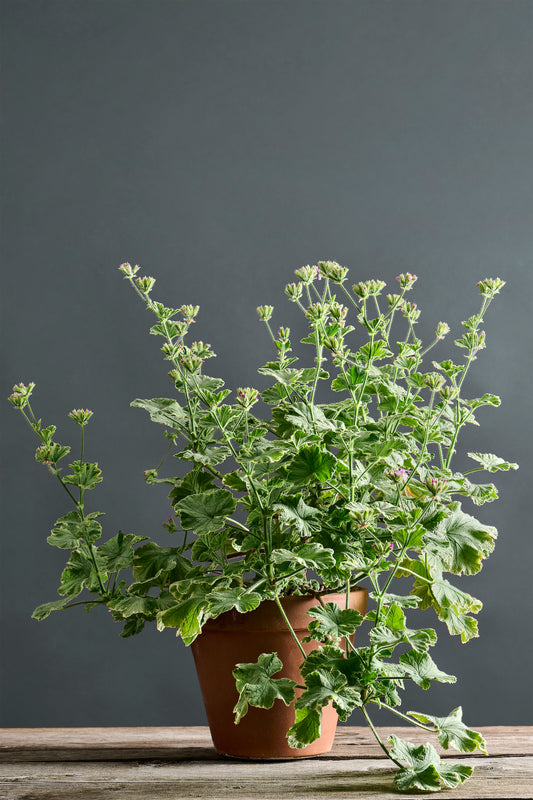 Pelargonium 'Atomic Snowflake': geranio con incantevoli e piccoli fiori rosa, presentato con cura in un vaso di terracotta su un luminoso tavolo di legno.