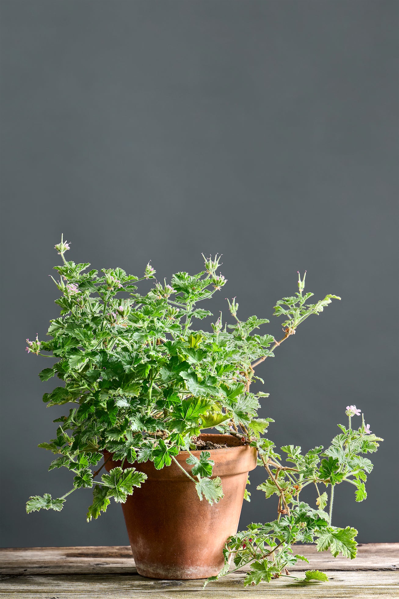 Pelargonium 'Attar of Roses': geranio con incantevoli fiori rosa, presentato con cura in un vaso di terracotta su un luminoso tavolo di legno.