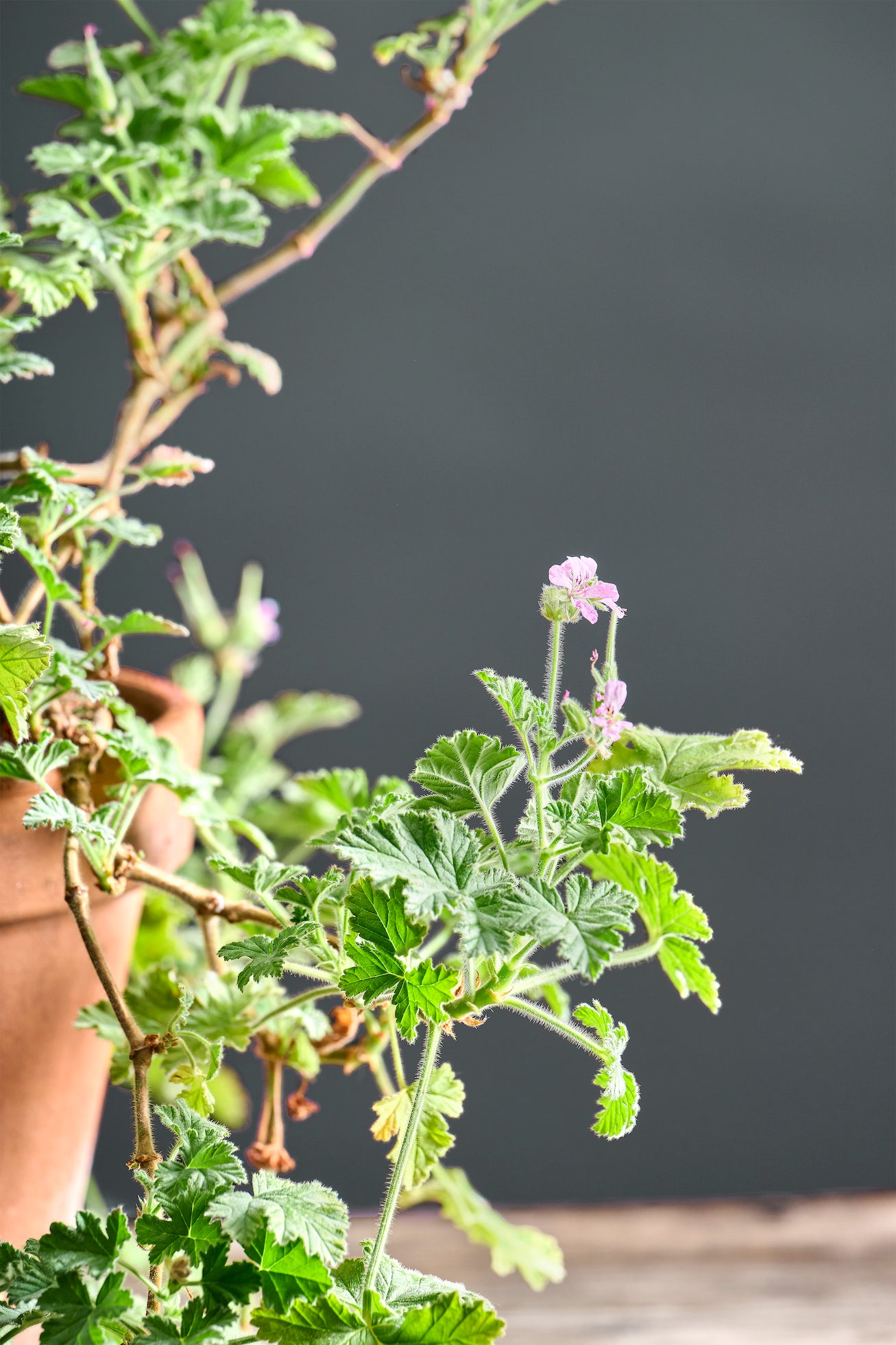 Pelargonium 'Attar of Roses': geranio con incantevoli fiori rosa, macro su fiore.