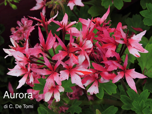 Pelargonium 'Aurora': geranio con incantevoli fiori rosa, macro su fiore.