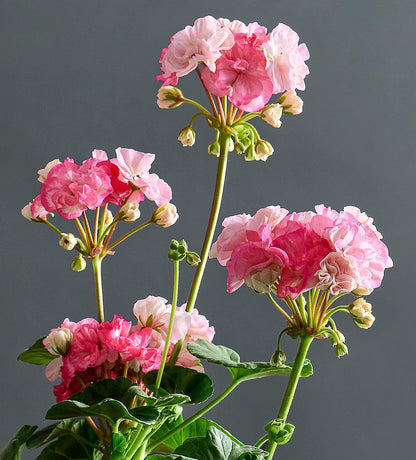 Macro incantevoli fiori rosa di Pelargonium 'Barbara Hines'.