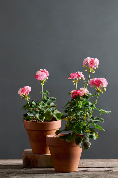 Pelargonium 'Barbara Hines': geranio con incantevoli fiori rosa, presentato con cura in un vaso di terracotta su un luminoso tavolo di legno.