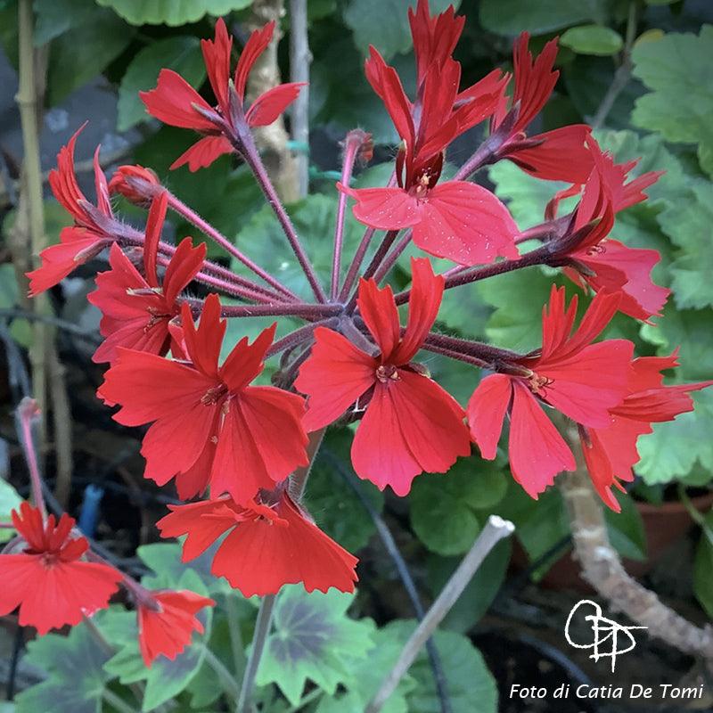 Pelargonium 'Bella Mora': geranio con incantevoli fiori rossi, macro su fiore.