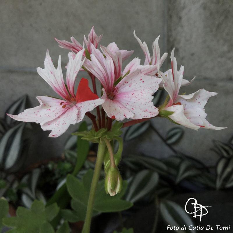 Pelargonium 'Bellosguardo': geranio con incantevoli fiori bianco-rosa spruzzati di rosso, macro su fiore.