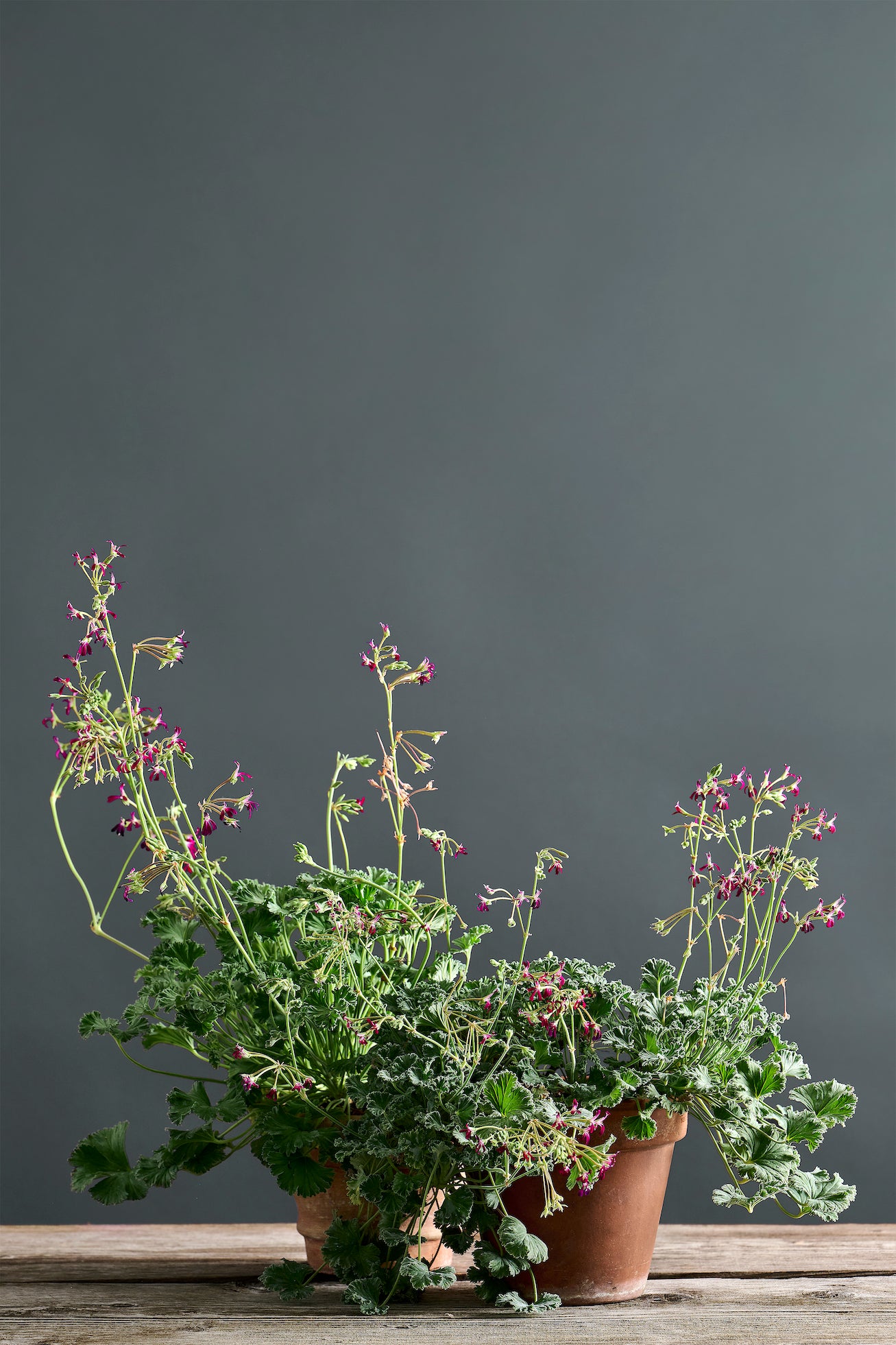 Pelargonium 'Bethel': geranio con incantevoli e piccoli fiori color porpora, presentato con cura in un vaso di terracotta su un luminoso tavolo di legno.