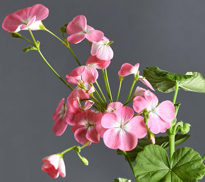 Macro incantevoli fiori rosa di Pelargonium 'Bicester Gem'.