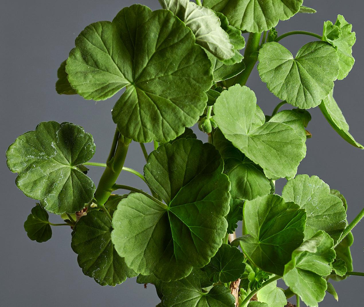 Macro foglie di Pelargonium 'Bicester Gem'.