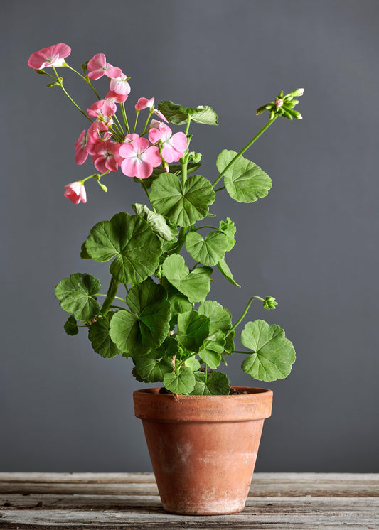 Pelargonium 'Bicester Gem': geranio con incantevoli fiori rosa, presentato con cura in un vaso di terracotta su un luminoso tavolo di legno. 